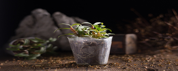 铁皮石斛的种植方法和注意事项（家庭种植铁皮石斛盆栽的注意事项）