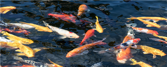 水肥用什么餌料釣鯉魚 水肥怎樣釣鯉魚