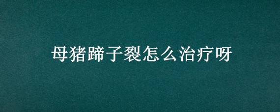 母猪蹄子裂怎么治疗呀 母猪裂蹄能治愈吗?