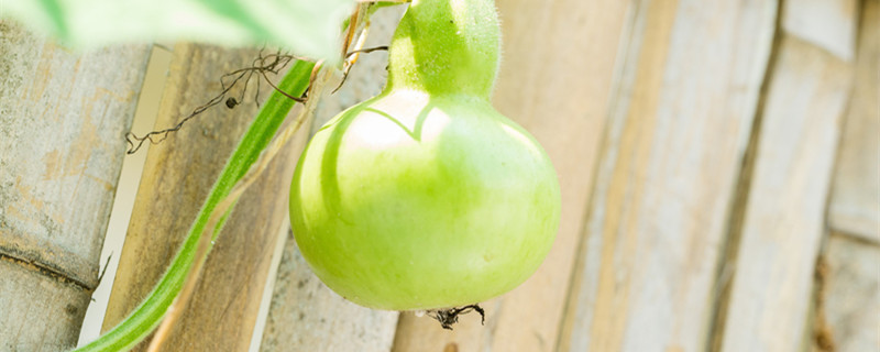 葫蘆種子直接種土里可以活嗎（葫蘆種子直接埋到土里能發(fā)芽嗎）