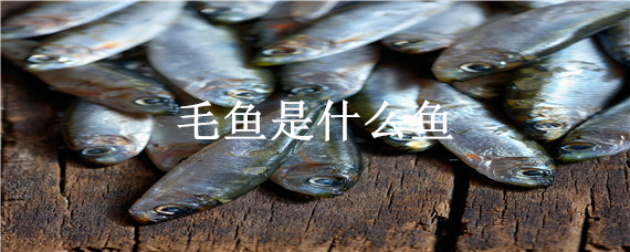 毛魚是什么魚（有毛的魚叫什么魚）