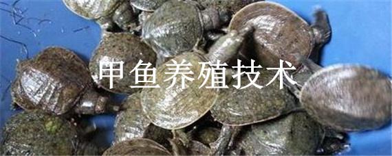 甲魚養(yǎng)殖技術(shù) 甲魚養(yǎng)殖技術(shù) 池塘