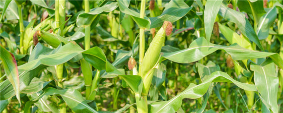 玉米開(kāi)花授粉到成熟要多久 玉米開(kāi)花授粉到成熟要多久才可以剪掉花穗