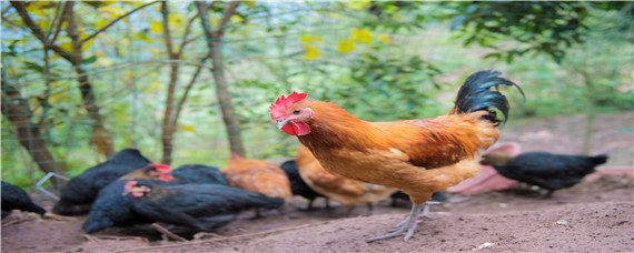 自制低成本雞飼料（家庭自制雞飼料）