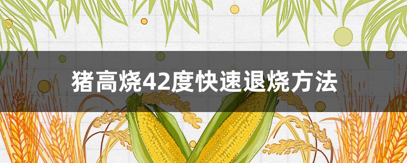 豬高燒42度快速退燒方法 豬高燒44度快速退燒方法