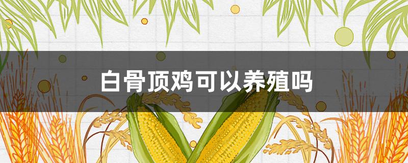 白骨顶鸡可以养殖吗 白骨顶鸡养殖技术