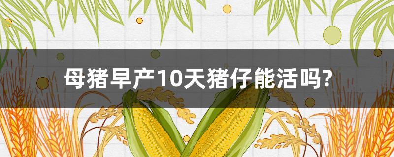 母豬早產(chǎn)10天豬仔能活嗎? 早產(chǎn)十天的豬能養(yǎng)活嗎