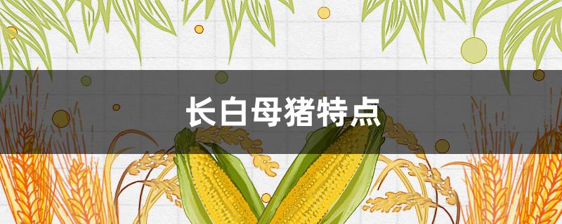 長白母豬特點 長白母豬與大白母豬的區(qū)別