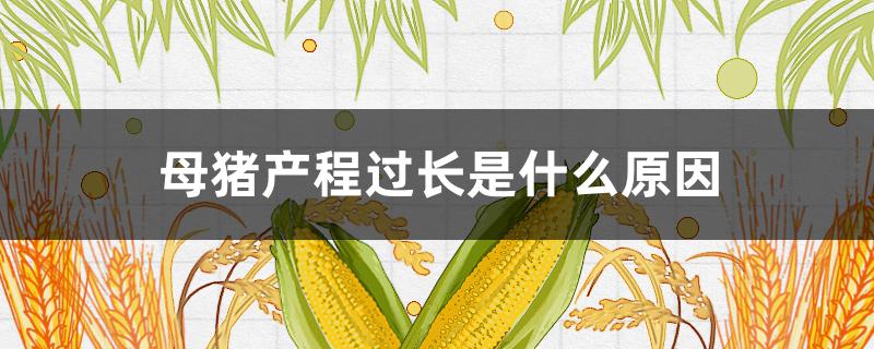 母豬產(chǎn)程過長是什么原因（母豬產(chǎn)程過長的原因）