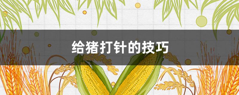 給豬打針的技巧 給豬打針的技巧和方法