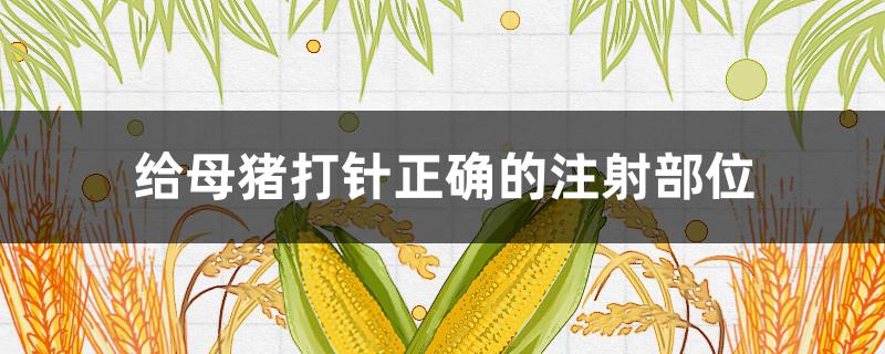 給母豬打針正確的注射部位（打母豬針打什么位置）