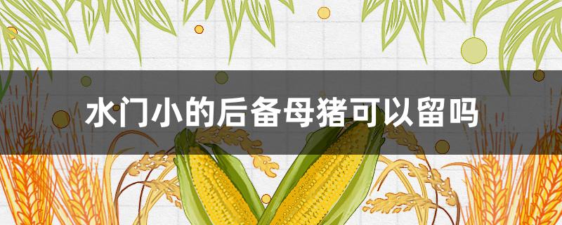 水門(mén)小的后備母豬可以留嗎 留后備母豬水門(mén)小行嗎