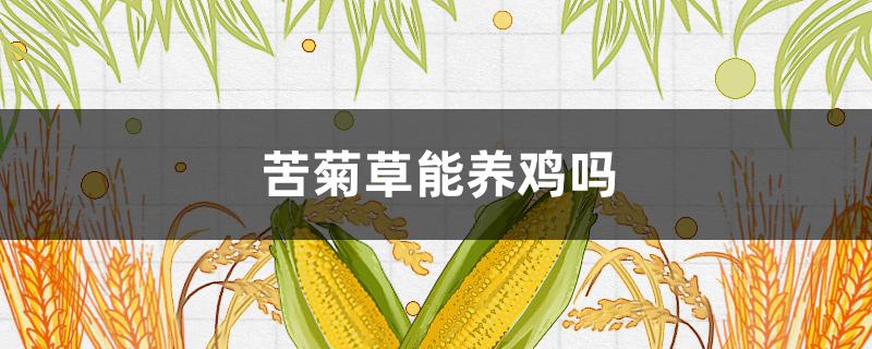 苦菊草能養(yǎng)雞嗎（苦菊可以喂雞嗎）