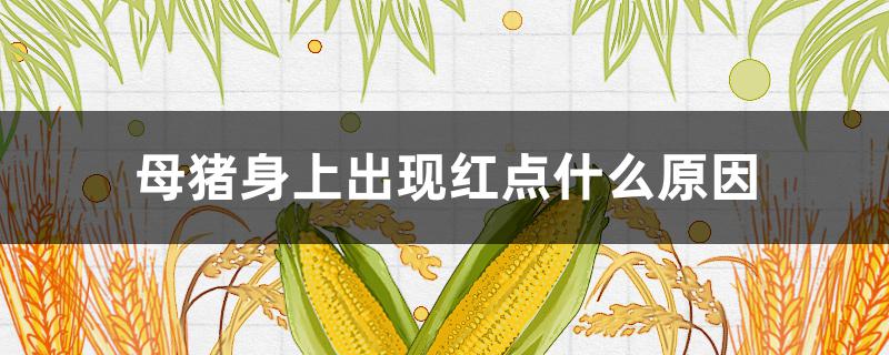 母豬身上出現(xiàn)紅點(diǎn)什么原因 母豬身上有紅點(diǎn)