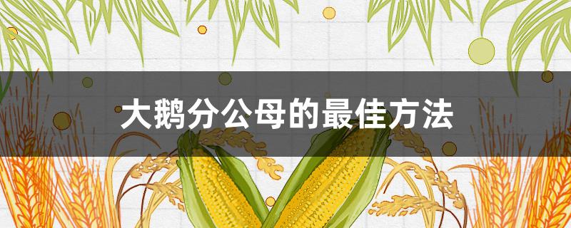 大鹅分公母的最佳方法（小鹅分公母的最佳方法）