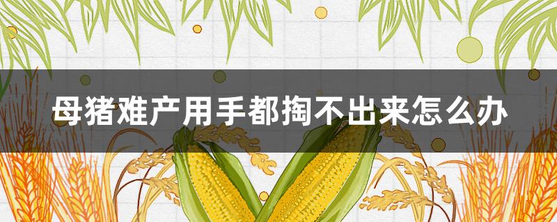 母豬難產(chǎn)用手都掏不出來(lái)怎么辦 母豬難產(chǎn)用手掏摸不到