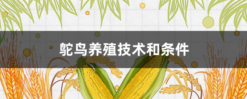 鴕鳥(niǎo)養(yǎng)殖技術(shù)和條件 鴕鳥(niǎo)的養(yǎng)殖方法與技術(shù)