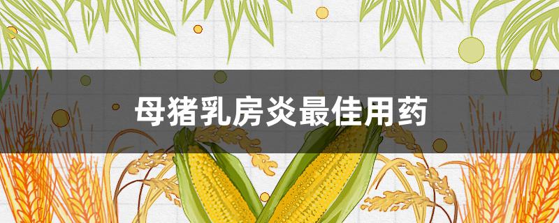 母豬乳房炎最佳用藥 母豬乳房發(fā)炎用什么藥