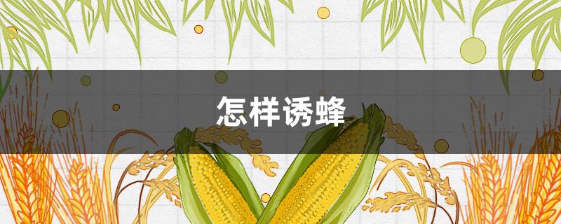 怎样诱蜂（房前屋后怎样诱蜂）