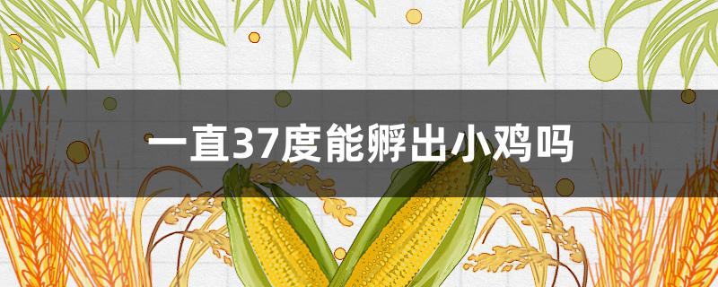 一直37度能孵出小鸡吗 37.9度会孵出小鸡吗