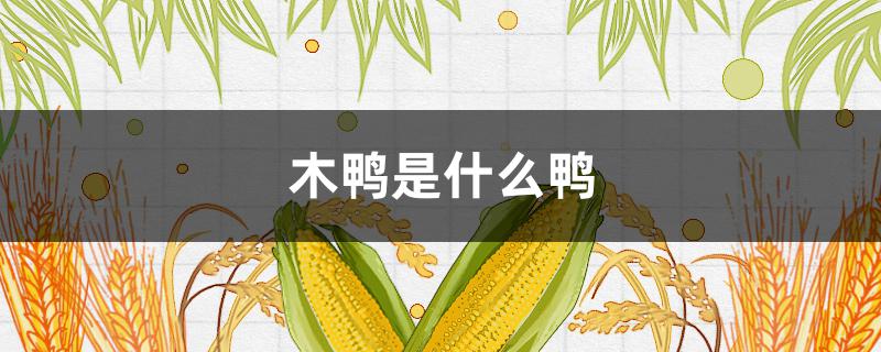 木鸭是什么鸭（木鸭是什么鸭图片）