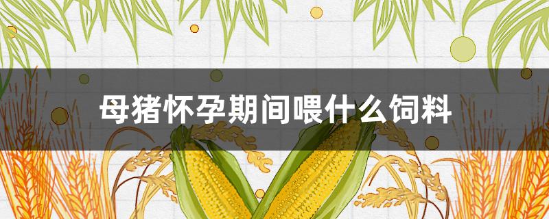 母豬懷孕期間喂什么飼料（母豬懷孕期間喂什么飼料好）