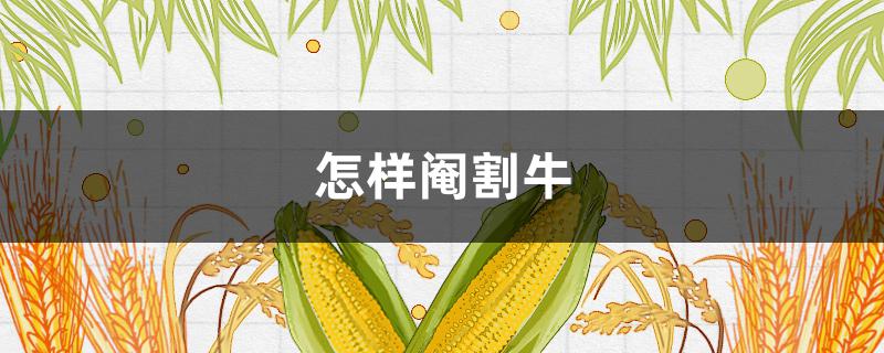 怎样阉割牛（牛为什么要阉）