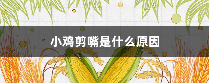 小鸡剪嘴是什么原因（为什么剪嘴的母鸡）