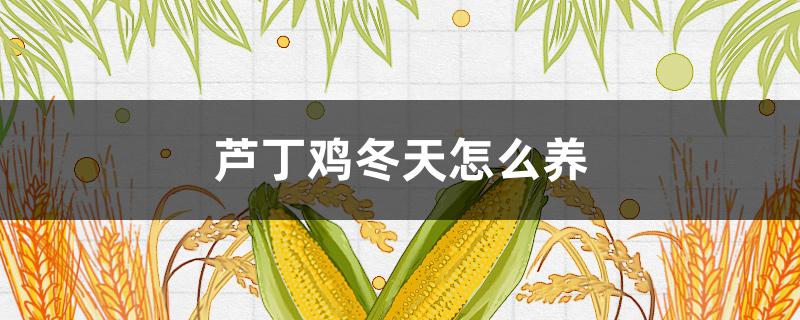 蘆丁雞冬天怎么養(yǎng) 蘆丁雞怎么家養(yǎng)