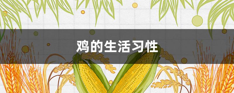 雞的生活習(xí)性（雞的生活特征）