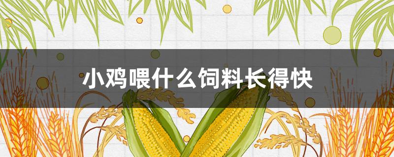 小雞喂什么飼料長得快（給小雞喂什么長得快）