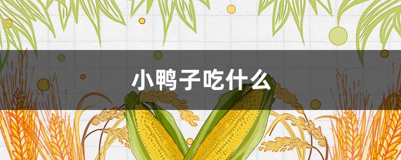 小鸭子吃什么（小鸭子吃什么的）