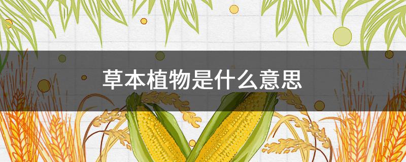 草本植物是什么意思 兩年生草本植物是什么意思