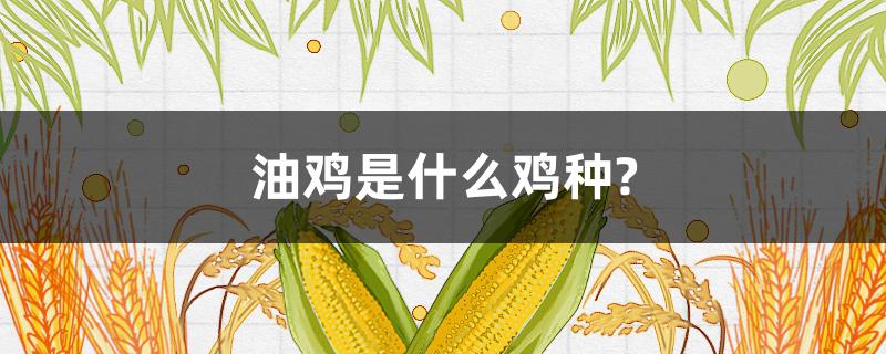 油鸡是什么鸡种?（什么叫油鸡）