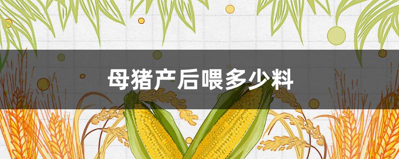 母豬產(chǎn)后喂多少料 母豬產(chǎn)后喂多少料合適