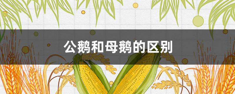 公鵝和母鵝的區(qū)別 怎樣辨別公鵝和母鵝的區(qū)別