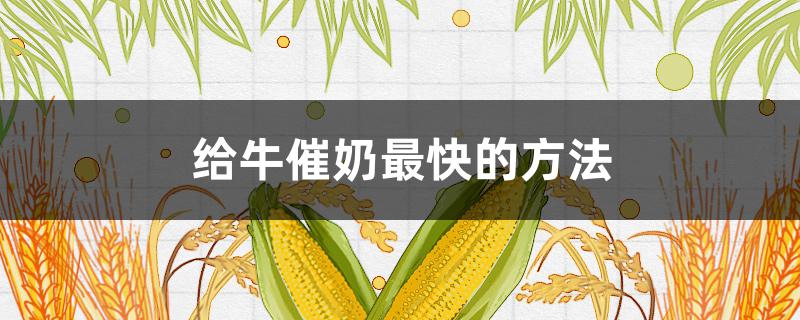 給牛催奶最快的方法（給牛催奶最有效的方法）