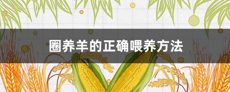 圈養(yǎng)羊的正確喂養(yǎng)方法 圈養(yǎng)的羊怎樣喂才科學(xué)