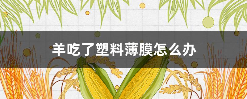 羊吃了塑料薄膜怎么辦 羊吃塑料膜是怎么回事