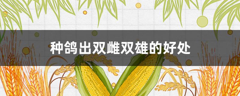 種鴿出雙雌雙雄的好處 信鴿出雙雄雙雌哪個(gè)好