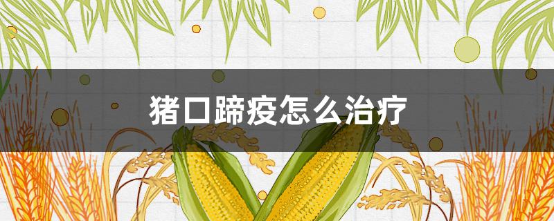 豬口蹄疫怎么治療（豬口蹄疫怎么治療?別怕）