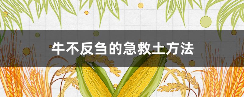 牛不反芻的急救土方法（牛產(chǎn)后不反芻的急救土方法）