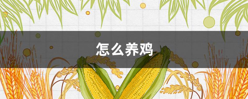 怎么養(yǎng)雞 怎么養(yǎng)雞不臭