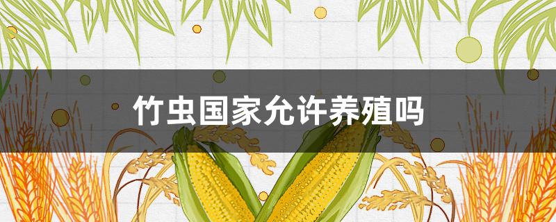 竹蟲國(guó)家允許養(yǎng)殖嗎 竹蟲可以人工養(yǎng)殖嗎