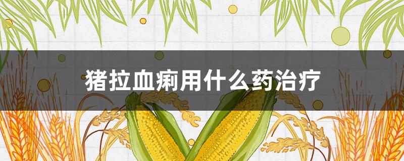 豬拉血痢用什么藥治療 豬血痢用什么藥最好