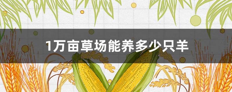 1萬畝草場能養(yǎng)多少只羊（每畝草場能養(yǎng)幾只羊）