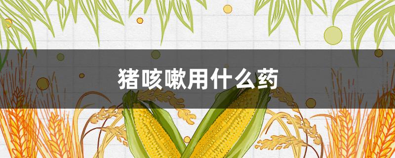 豬咳嗽用什么藥 夏天豬咳嗽用什么藥