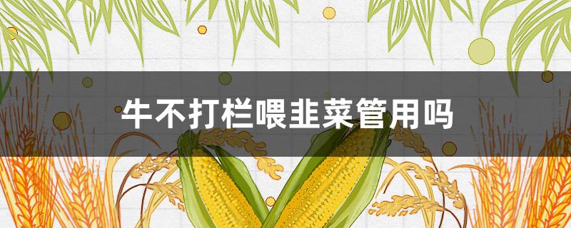 牛不打欄喂韭菜管用嗎（牛喂韭菜有什么好處）