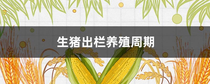 生豬出欄養(yǎng)殖周期