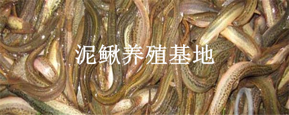 泥鰍養(yǎng)殖基地（附近泥鰍養(yǎng)殖基地）